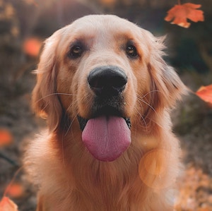 A dog